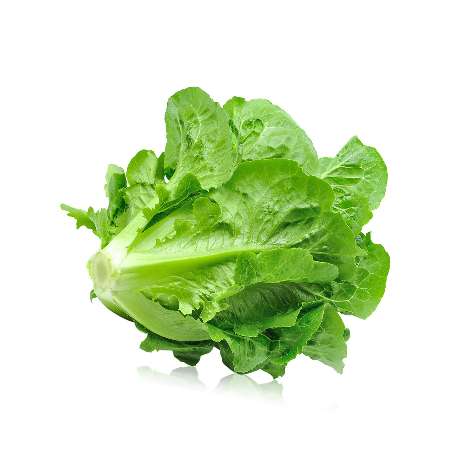 Lechuga 1