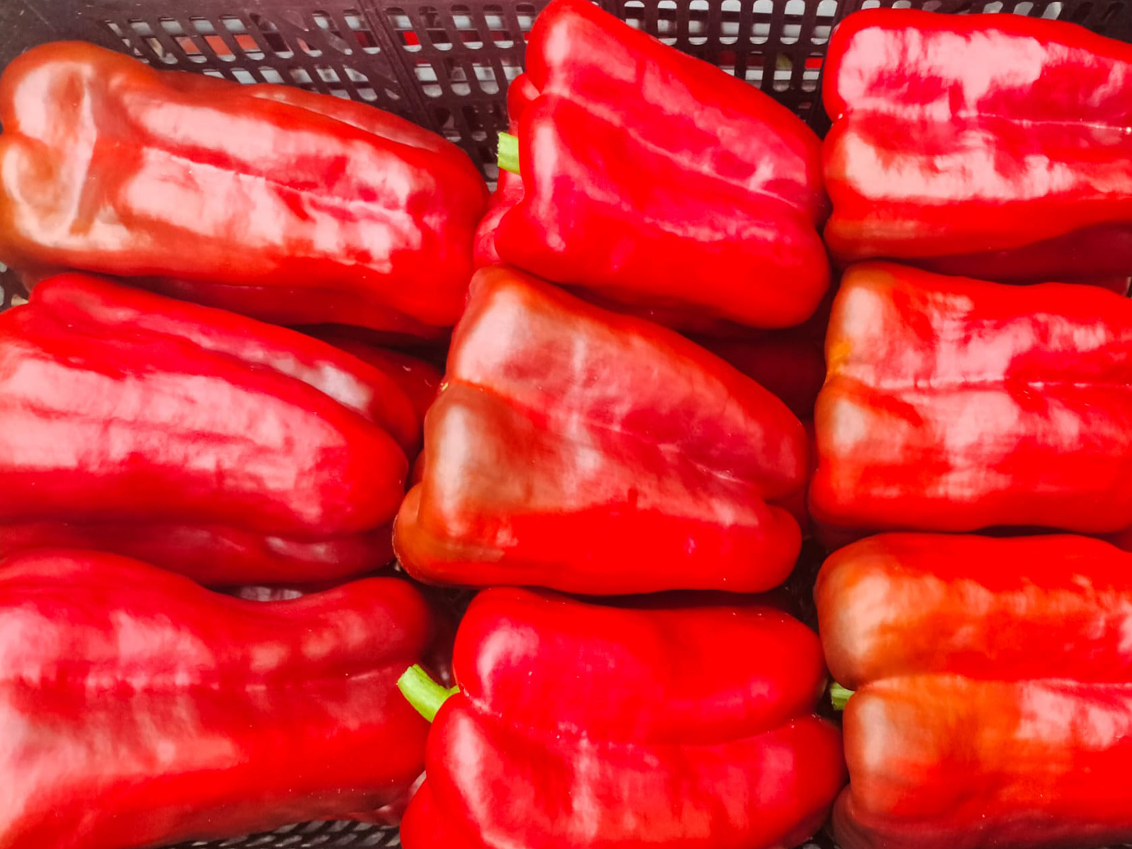 Pimiento Rojo (1